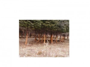 ヒノキ造林地の樹皮剥皮被害